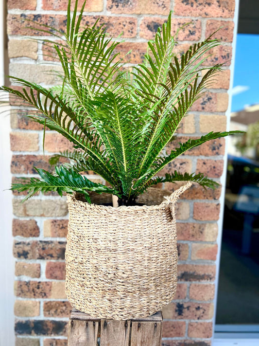 Fern - low maintenance indoor plant