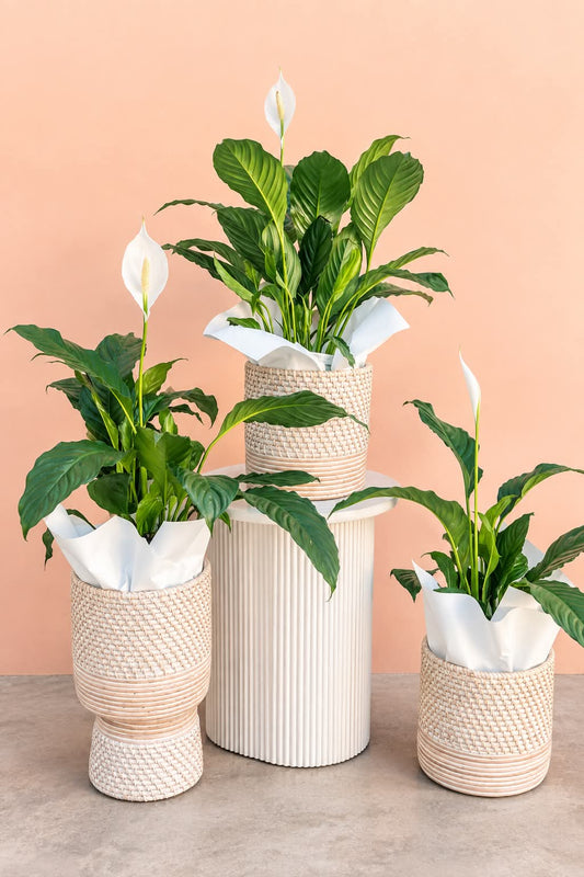 Peace Lily Plant