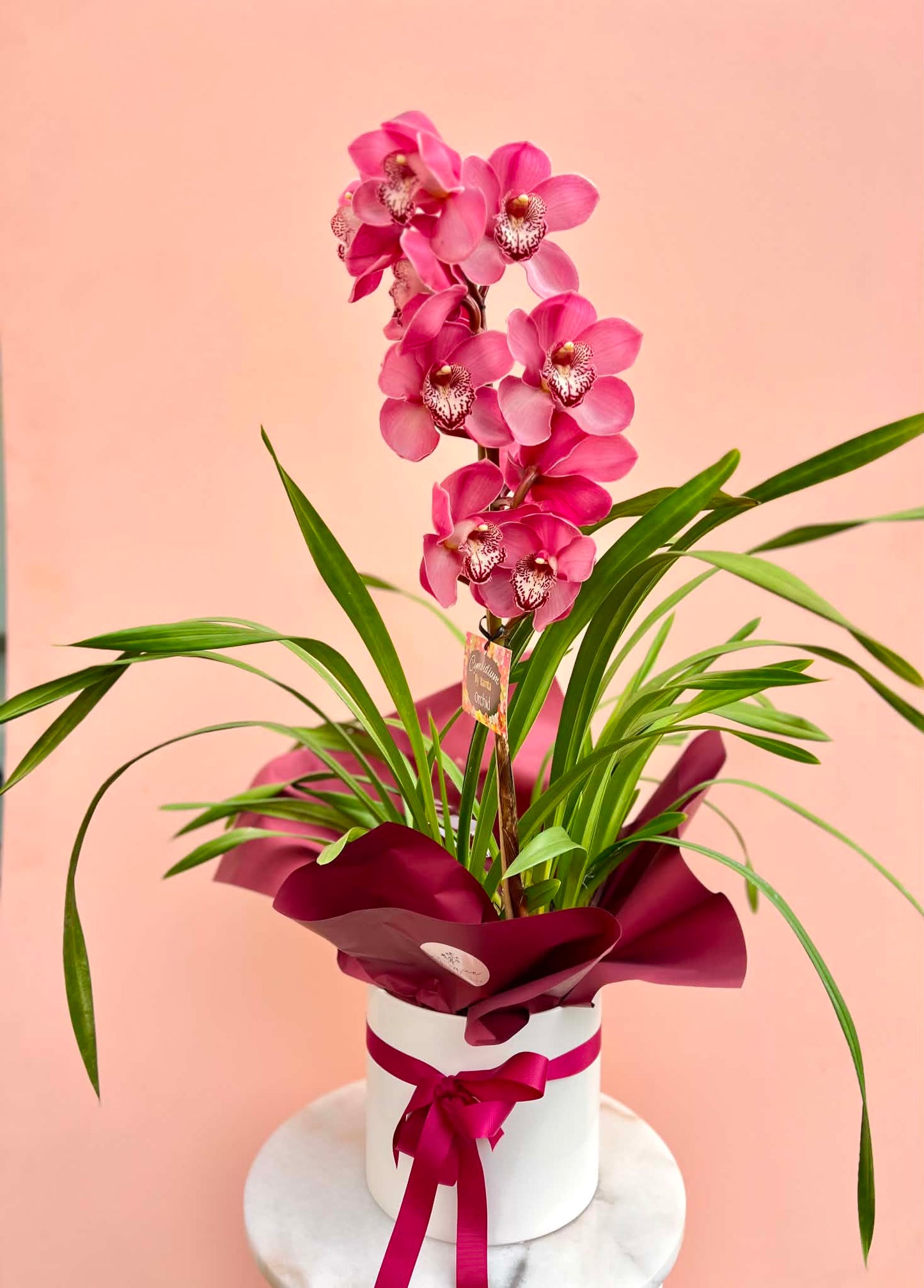 The Cymbidium Plant