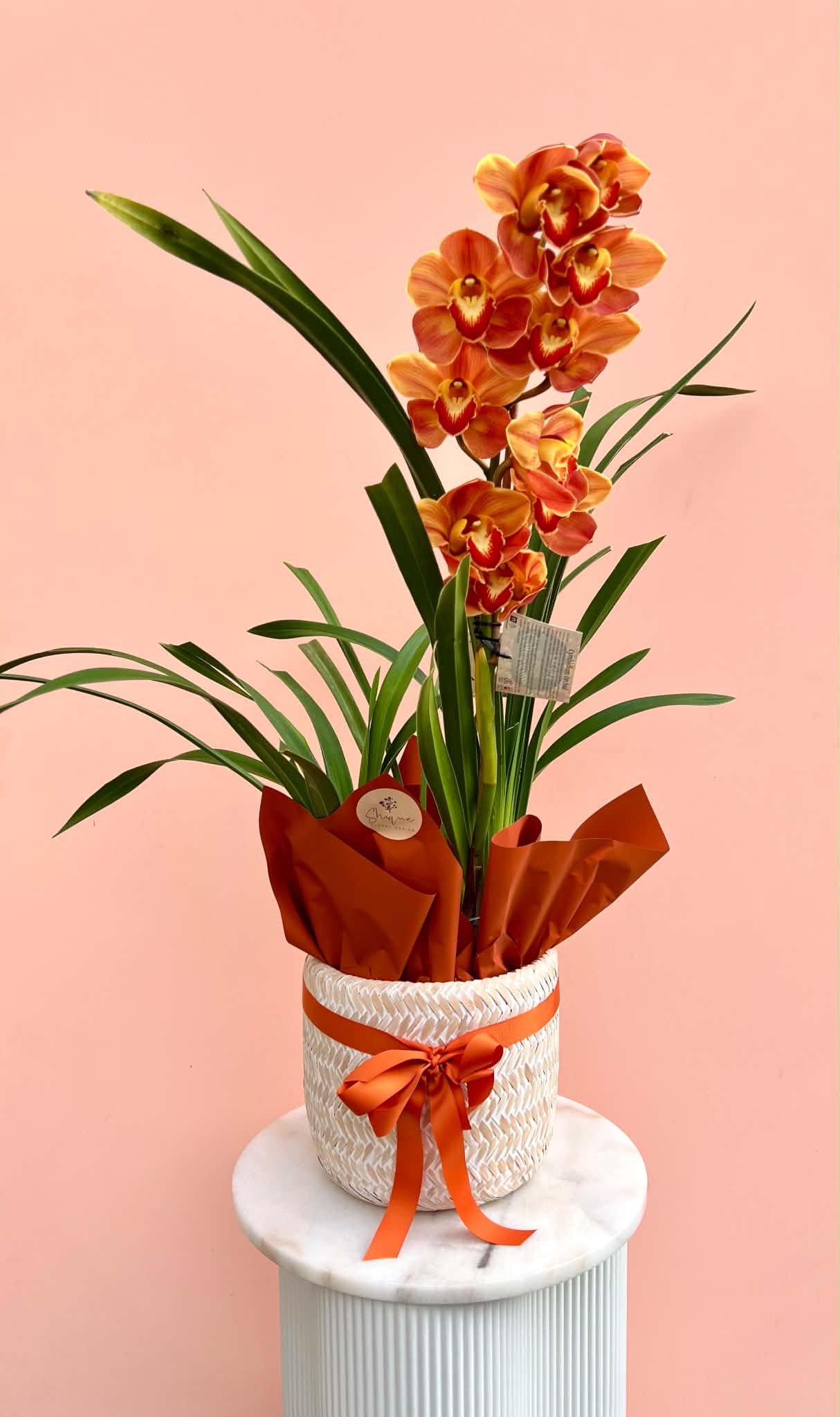 The Cymbidium Plant