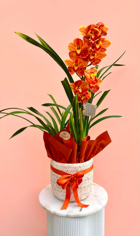 The Cymbidium Plant