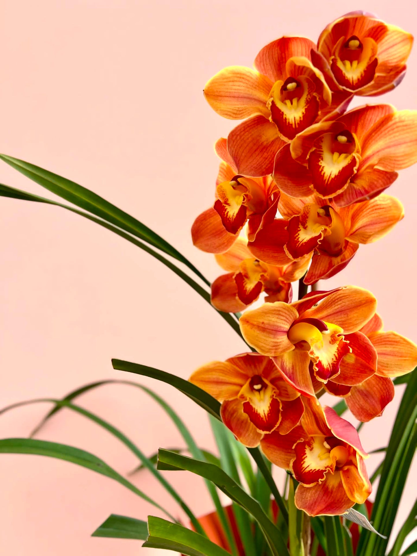 The Cymbidium Plant