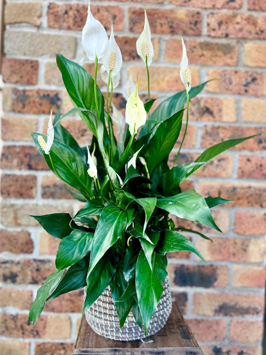 peace Lily